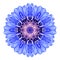 Blue Cornflower Mandala Flower Kaleidoscope Isolated on White