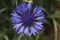 Blue cornflower in the middle close view winter flower