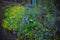Blue cornflower and yellow stonecrop caustic grow in summer garden
