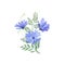 Blue Cornflowers bouquet watercolor botanical illustration isolated on white. Chicory translucent flowers green leaves