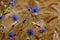 Blue cornflowers (Centaurea cyanus) in a barley field