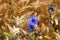 Blue cornflowers (Centaurea cyanus) in a barley field