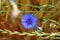 Blue cornflowers (Centaurea cyanus) in a barley field