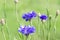 Blue cornflowers Centaurea cyanus in garden