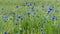 Blue cornflowers Centaurea cyanus in a green meadow