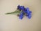 Blue cornflowers flowers