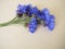 Blue cornflowers flowers