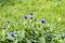 Blue cornflowers flowers. Green grass background. Spring