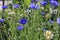 Blue Cornflowers in the garden. Summer landscape with wildflowers cornflowers in the rays