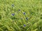 Blue cornflowers in green grain field by gentle summer breeze