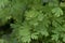 Blue Corydalis, Corydalis flexuosa, fern-like foliage