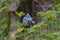 Blue Corydalis flexuosa, blue-white flowers and fern-like foliage