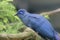 Blue coua, Coua caerulea, Coua bleu a species of bird in the cuckoo family, endemic to the island of Madagascar sits on the tree