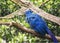 Blue Coua, Coua caerulea with deep blue feathers
