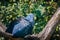 Blue Coua, Coua caerulea with deep blue feathers and blue oval area around the eye