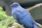 Blue coua, Coua caerulea, of island Madagascar. The bird`s feathers are deep blue and blue oval area around the eye which is free