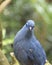 Blue coua, Coua caerulea is a species of bird in the cuckoo family, endemic to the island of Madagascar. Close up