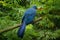 Blue Coua, Coua coerulea, rare grey and blue bird with crest, in nature habitat. Couca sitting on the branch, Madagacar. Birdwatch