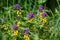 blue cowwheat (Melampyrum nemorosum), pansy