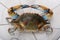 Blue crab