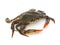 Blue Crab