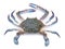 Blue crab