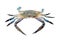 Blue crab