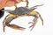 Blue crab, Callinectes sapidus