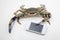 Blue crab holding mobile phone