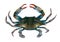 Blue crab raw isolated illustration