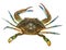 Blue Crab with white background