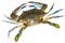 Blue Crab with white background.Top view