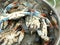 Blue crabs in pot