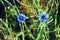 Blue Crambe flower in a meadow