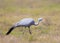 Blue Crane