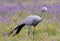 Blue Crane Bird