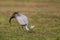 Blue Crane display dancing in short grassland