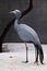 Blue crane graceful big bird with a long neck is standing gracefully next to a tree on a white and gray