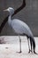 Blue crane graceful big bird with a long neck is standing gracefully next to a tree on a white and gray