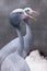 Blue crane graceful bird close up, thin long neck, beautiful head on a blurred background