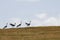 Blue cranes, in the grass,