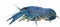 Blue crayfish