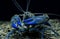 Blue Crayfish cherax in the aquarium