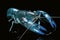 Blue crayfish cherax destructor,Yabbie Crayfish