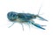 Blue crayfish - Fresh water Lobster