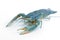 Blue crayfish - Fresh water Lobster