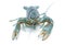 Blue crayfish - Fresh water Lobster