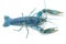 Blue crayfish - Fresh water Lobster