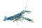 Blue crayfish - Fresh water Lobster