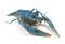 Blue crayfish isolated. Freshwater crustacean